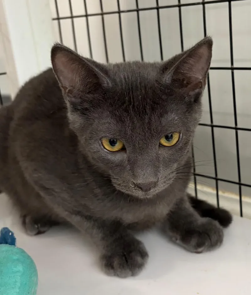 A baby small-sized male Domestic Short Hair cat named Ranger for adoption in St. Augustine, FL