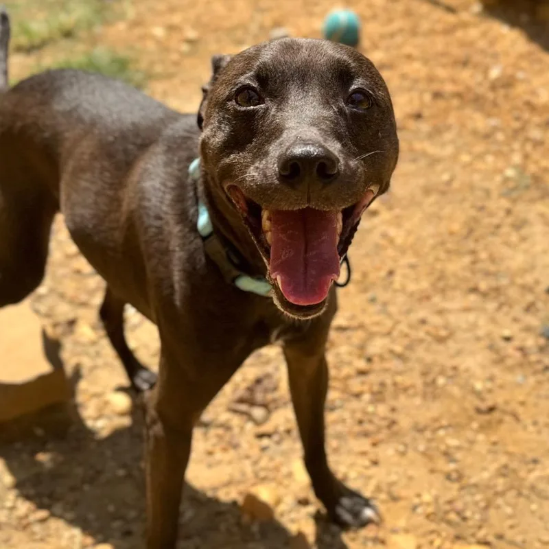 An adult medium-sized male Brown / Chocolate Mixed Breed dog named Hustle for adoption in Fredericksburg, VA