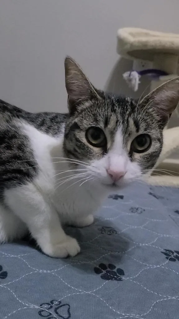 Eleanora thumbnail 3