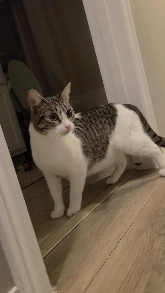 Eleanora thumbnail 4