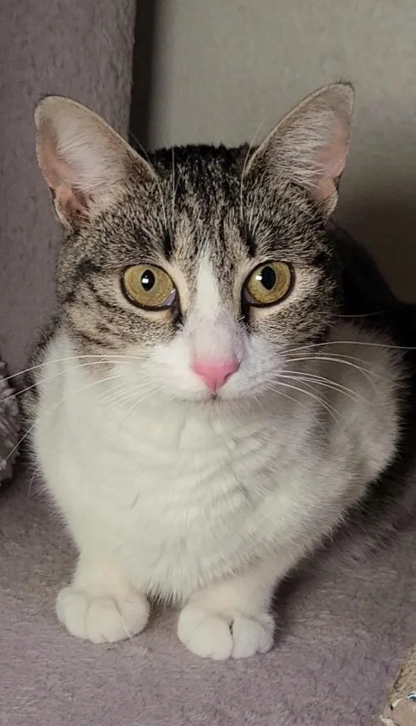 Eleanora thumbnail 5