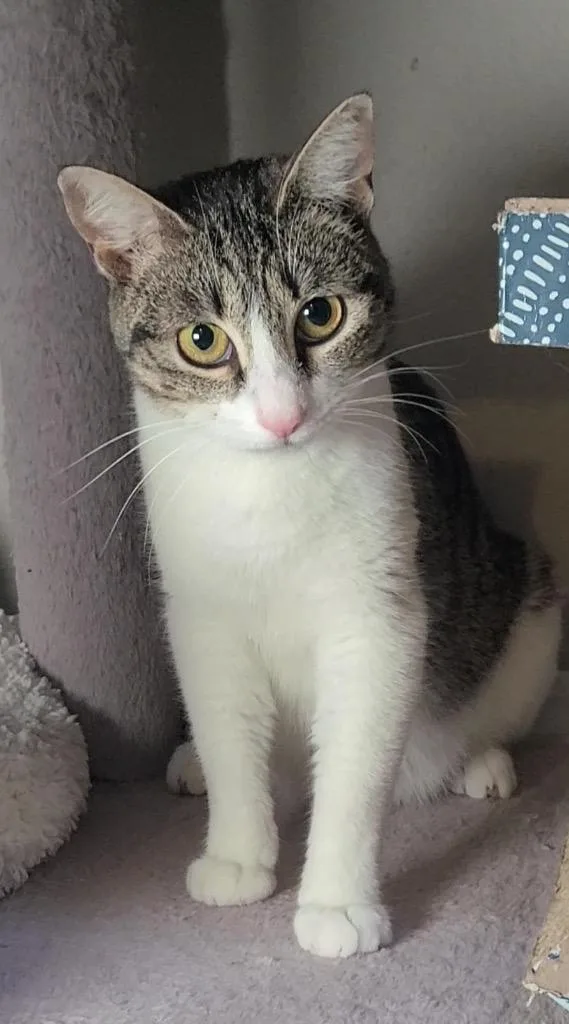 Eleanora thumbnail 6