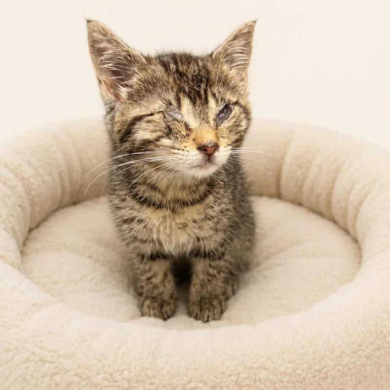 A baby small-sized female Brown / Chocolate Domestic Short Hair cat named Annabelle for adoption in Redwood Falls, MN