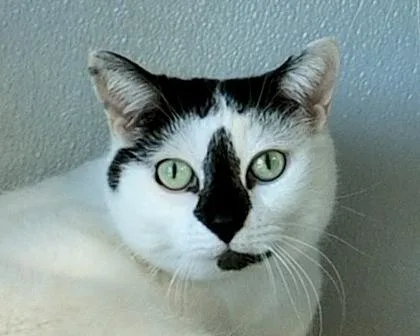 An adult small-sized female British Shorthair cat named Mina for adoption in West Seneca, NY