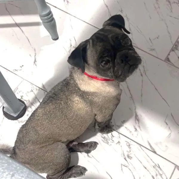 An adult small-sized female Yellow / Tan / Blond / Fawn Pug dog named Claudia for adoption in Alvin, TX