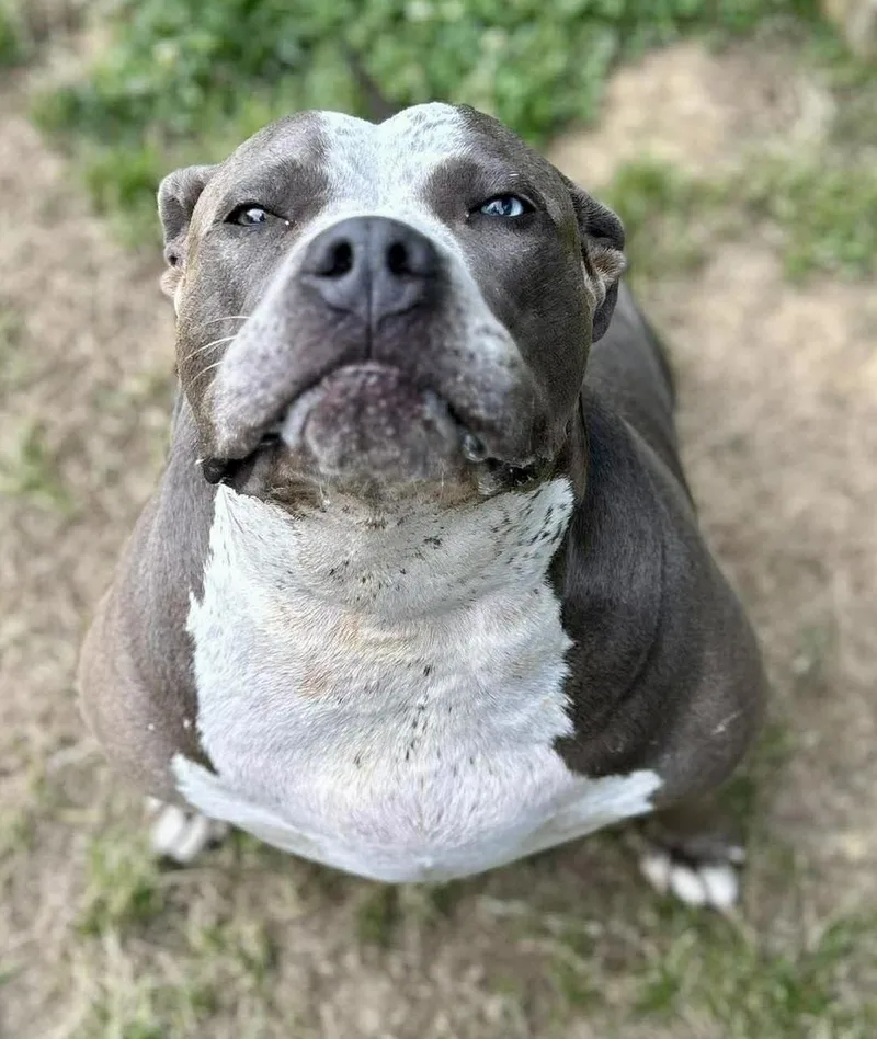 An adult large-sized female Gray / Blue / Silver Terrier dog named Deliliah for adoption in Lancaster, SC