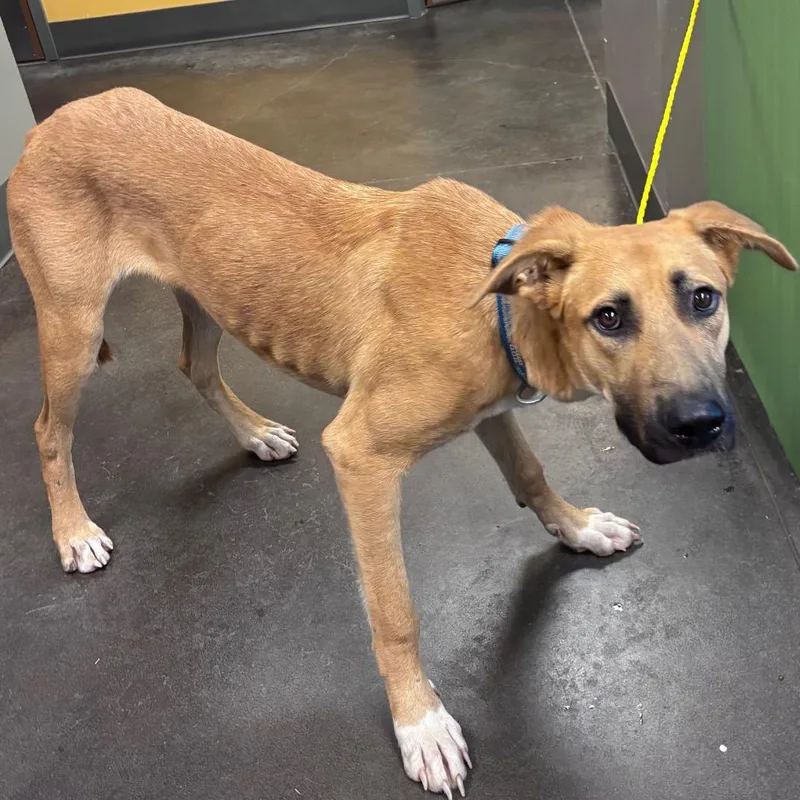 A young large-sized male Brown / Chocolate Shepherd dog named Finch for adoption in Norman, OK
