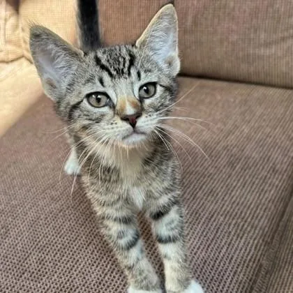 A baby small-sized male Domestic Short Hair cat named Tom Petty for adoption in Voorhees, NJ