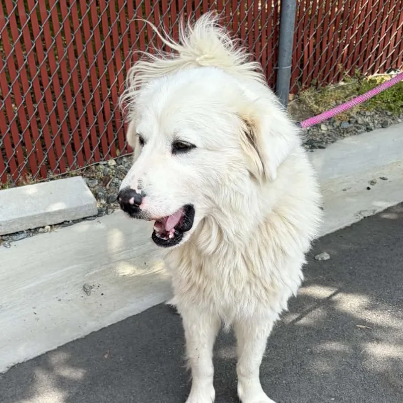 A young medium-sized female White / Cream Great Pyrenees dog named Cloud for adoption in Concord, NC