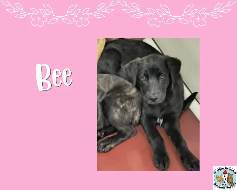 A baby small-sized female Terrier dog named Bee for adoption in Athens, TN