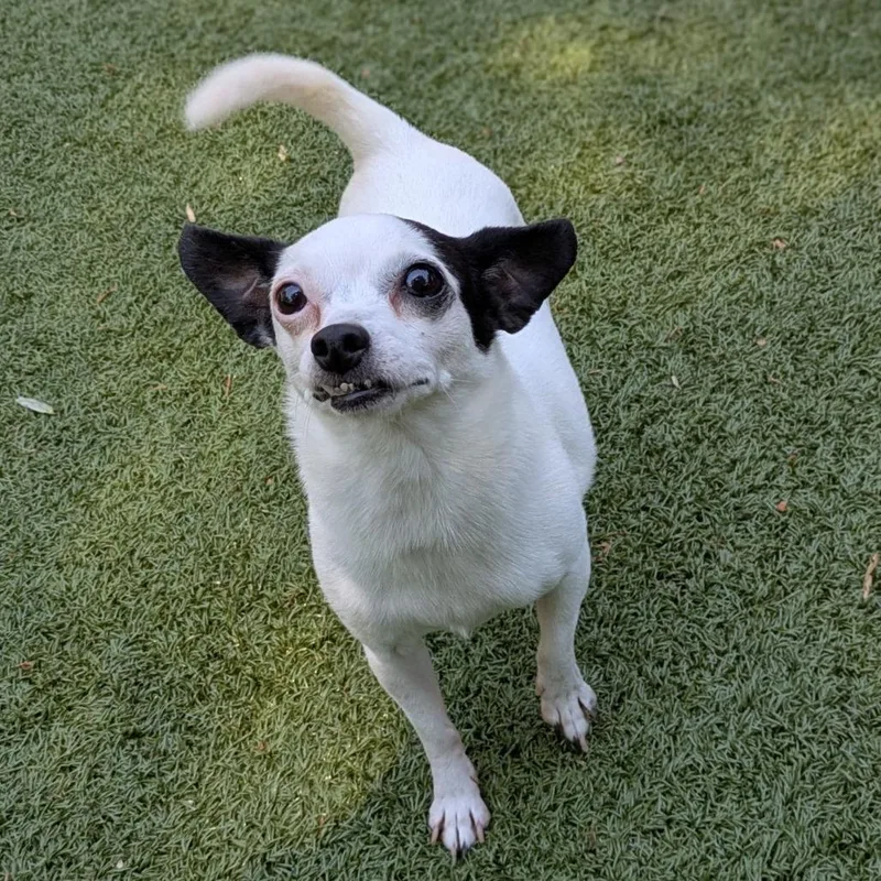 An adult small-sized female White / Cream Chihuahua dog named Kahlua for adoption in Charlottesville, VA