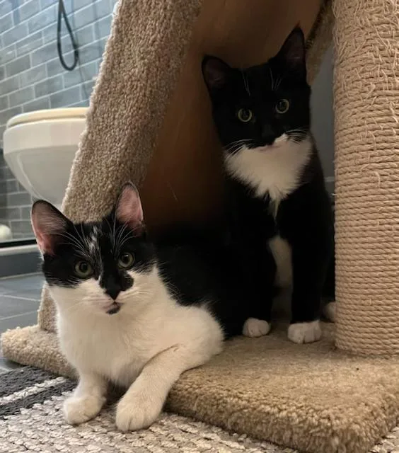 A young medium-sized male Black & White / Tuxedo Domestic Short Hair cat named Doyle & Chaucer Two for adoption in Stamford, CT