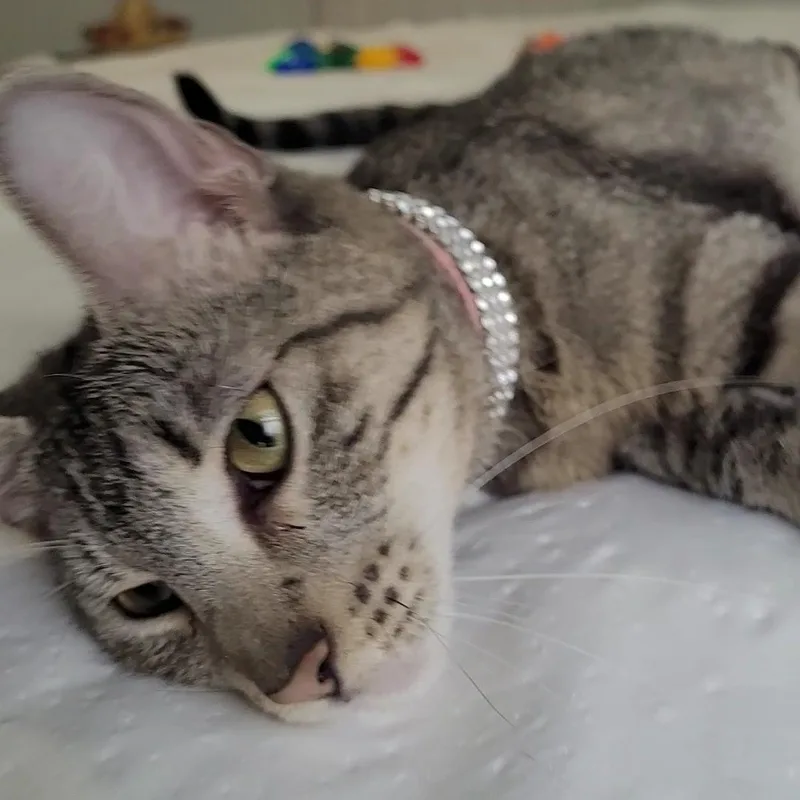 A young medium-sized male Tabby (Gray / Blue / Silver) Domestic Short Hair cat named Penny for adoption in Liverpool, TX