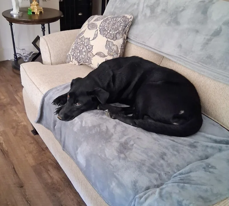 An adult medium-sized female Black Labrador Retriever dog named Bonnie for adoption in Bella Vista, AR