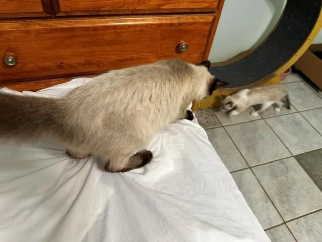 A young large-sized female Brown / Chocolate Balinese cat named Tassi for adoption in Saucier, MS