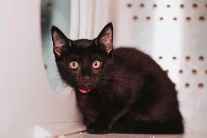 A young small-sized female Domestic Short Hair cat named A Angela for adoption in North Charleston, SC