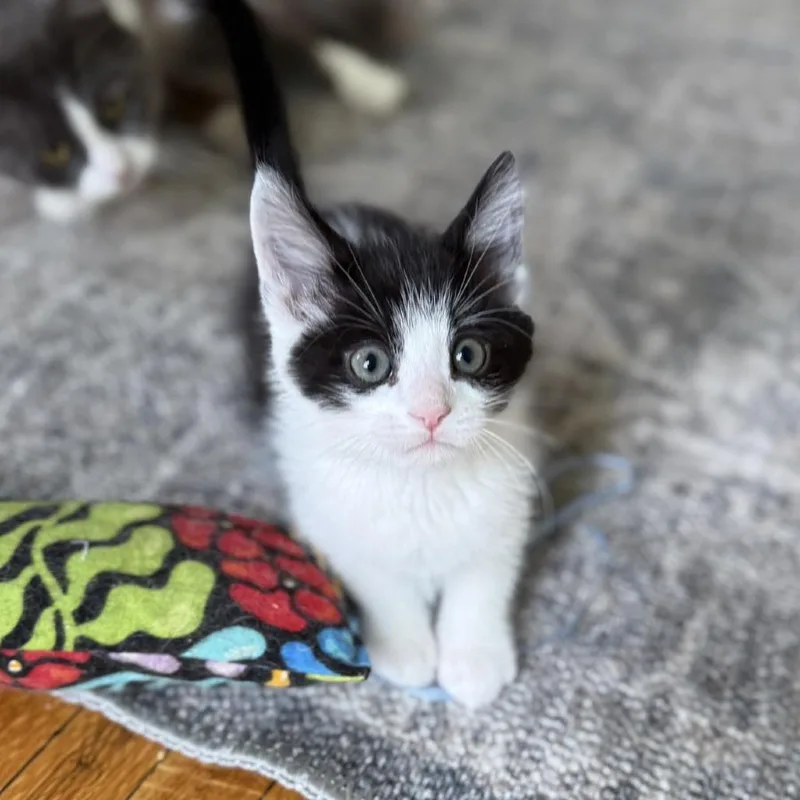 A baby small-sized male Black Domestic Short Hair cat named Dexter for adoption in Plainfield, IL