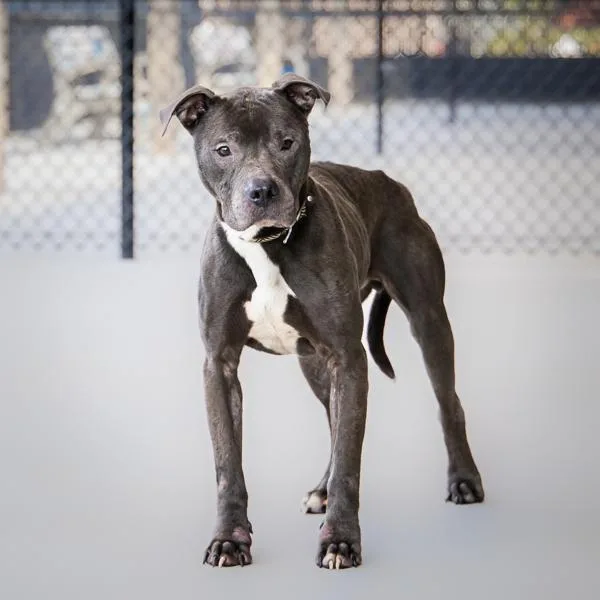 Pen  Uri thumbnail 2