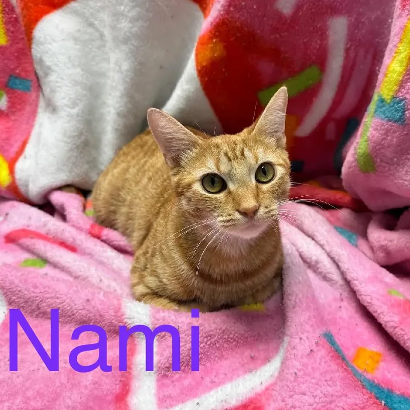 A young medium-sized female Orange / Red Domestic Short Hair cat named Nami for adoption in Boston, MA