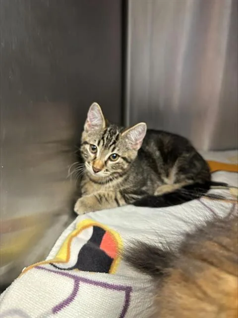 A baby small-sized male Domestic Short Hair cat named Wally for adoption in Santa Cruz, CA