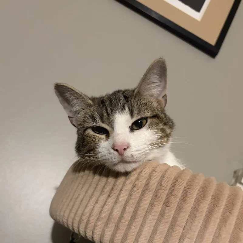 A young medium-sized female Brown / Chocolate Domestic Short Hair cat named Dorothy for adoption in Gibsonia, PA