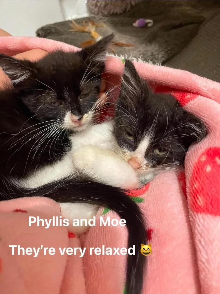 A baby small-sized male Black & White / Tuxedo Domestic Short Hair cat named Moe for adoption in Chicago, IL