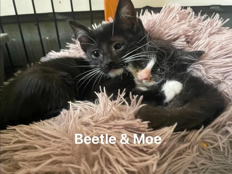 Moe thumbnail 4