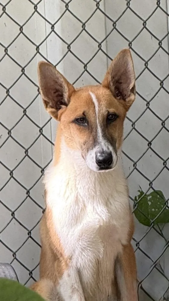 A young medium-sized male Terrier dog named Finn for adoption in Elmsford, NY