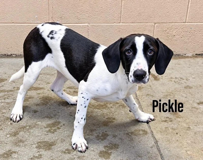 Pickle