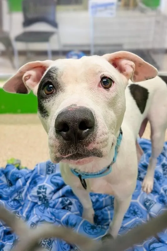 An adult medium-sized female Black Mixed Breed dog named Sugar for adoption in Cincinnati, OH