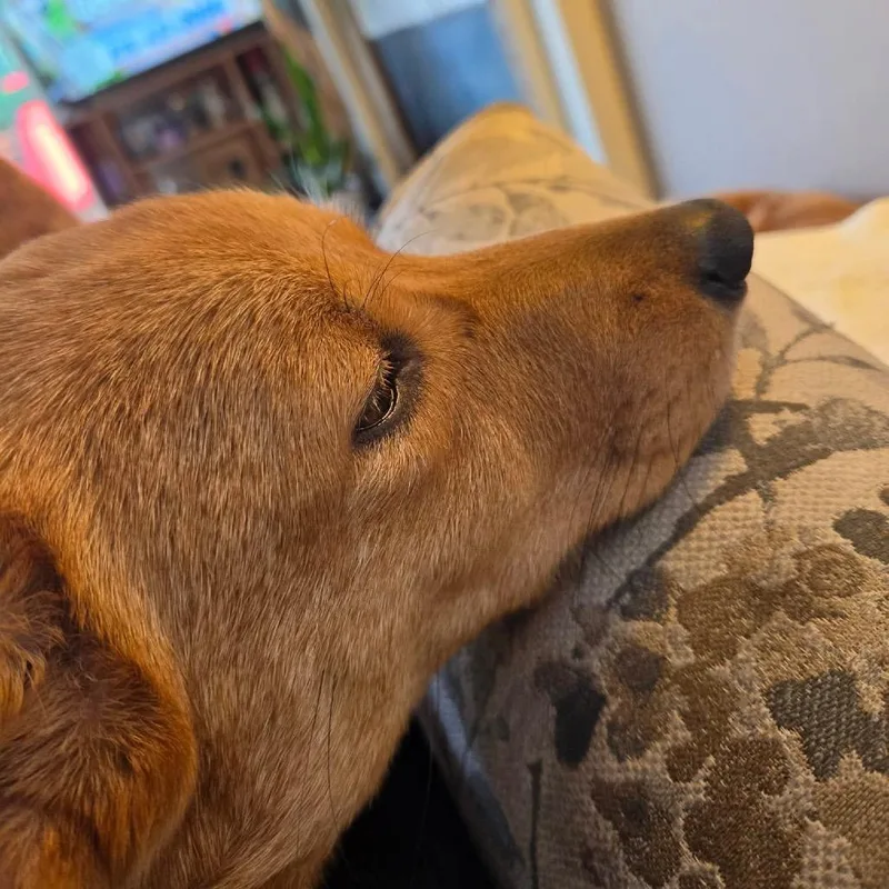 An adult small-sized female Yellow / Tan / Blond / Fawn Cardigan Welsh Corgi dog named Missy for adoption in Overland Park, KS