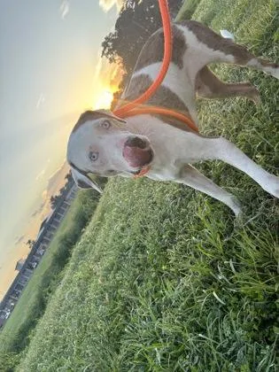 An adult large-sized male Catahoula Leopard Dog dog named Squirt for adoption in New Orleans, LA