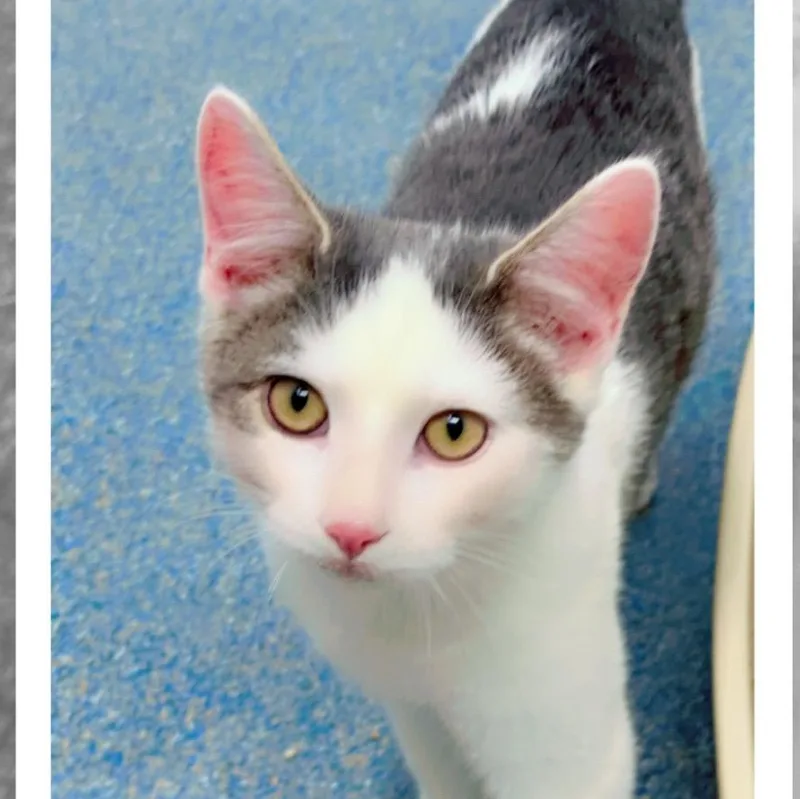 A baby medium-sized male Domestic Short Hair cat named Matteo & Diego Amazing for adoption in Clifton, NJ