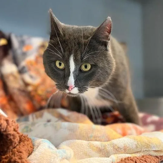 An adult large-sized male Gray / Blue / Silver Domestic Short Hair cat named Earl Grey for adoption in Driggs, ID
