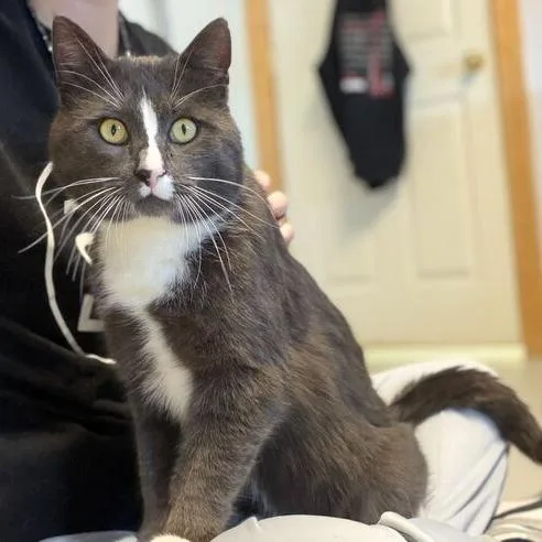 Earl Grey thumbnail 2