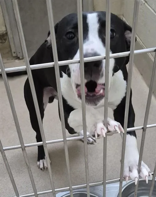 A young small-sized male Pit Bull Terrier dog named Trapper for adoption in Decatur, IL