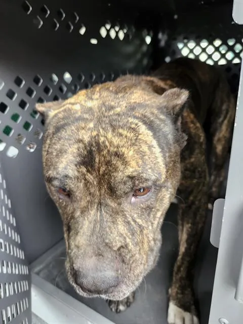 A young extra large-sized male Cane Corso dog named Rowdy Howdy for adoption in San Antonio, TX