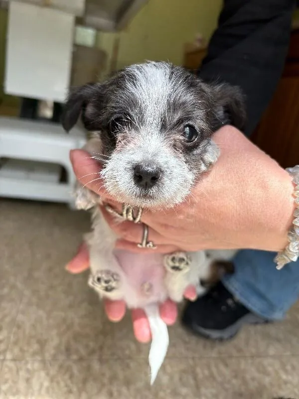 Max