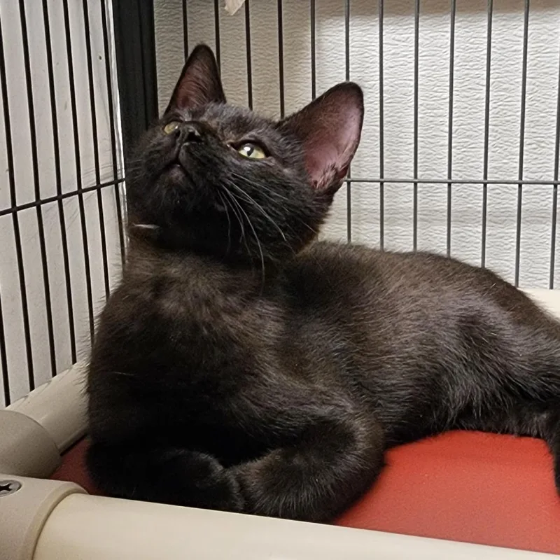 A baby medium-sized male Domestic Short Hair cat named Waldo for adoption in Columbus, NC