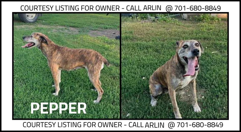 An adult medium-sized female Brindle Mountain Cur dog named Pepper COURTESY LISTING for adoption in Valley City, ND
