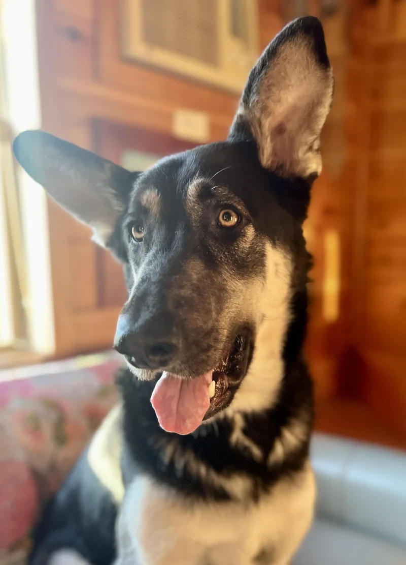 Numan  Derp! thumbnail 3