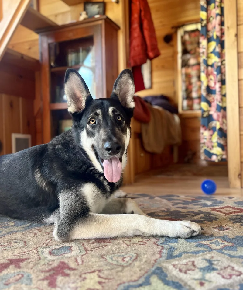 Numan  Derp! thumbnail 4