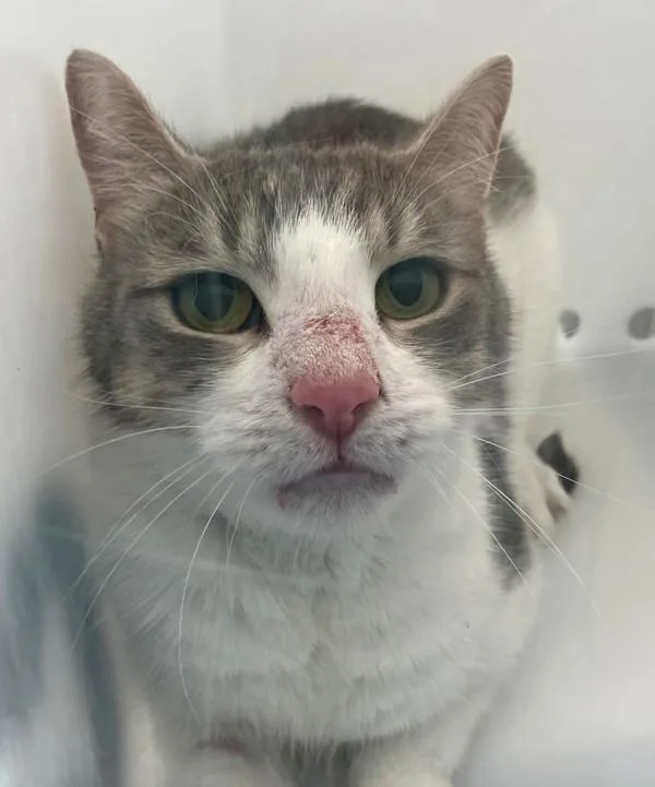 An adult medium-sized female Domestic Short Hair cat named Rodney for adoption in Staten Island, NY