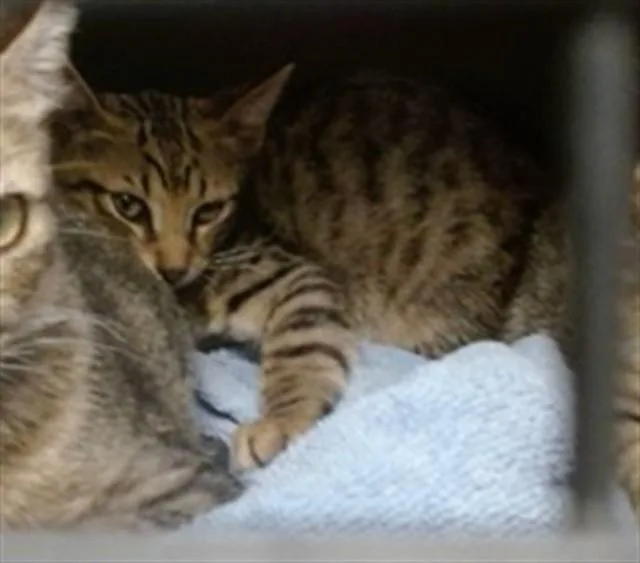 A baby small-sized female Domestic Short Hair cat named A for adoption in Oklahoma City, OK