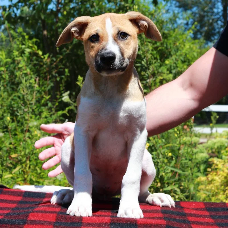 A baby medium-sized female Yellow / Tan / Blond / Fawn Terrier dog named CT Indy for adoption in Eastford, CT