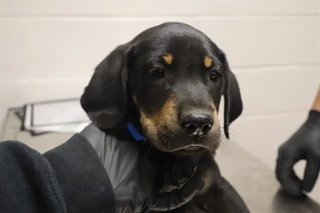A baby small-sized male Mixed Breed dog named Easton for adoption in Columbia, SC