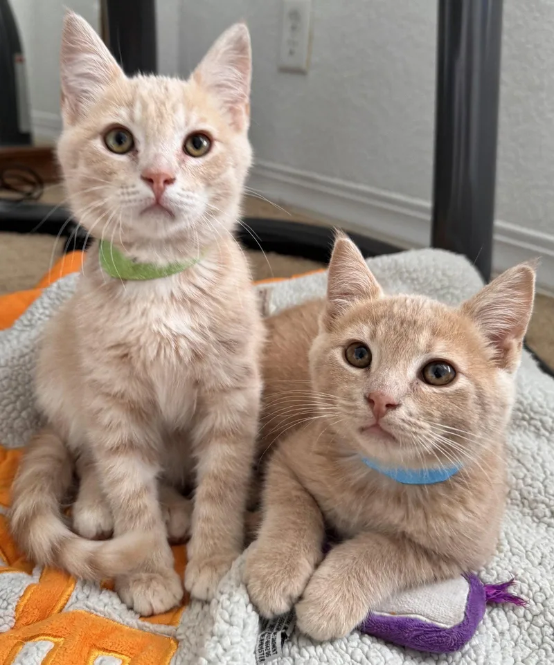 A young medium-sized male Tabby cat named Noah & Nash for adoption in San Luis Obispo, CA