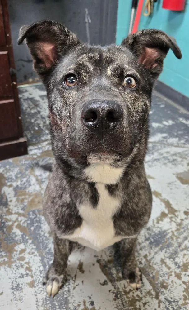 An adult medium-sized male Merle (Blue) Husky dog named Max for adoption in New Lexington, OH