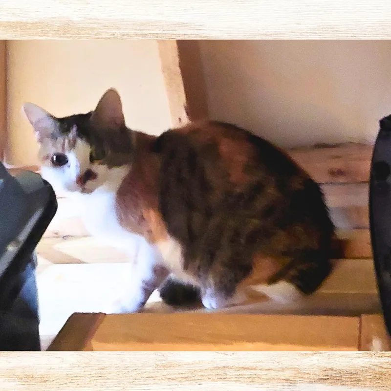 Snuggles thumbnail 4