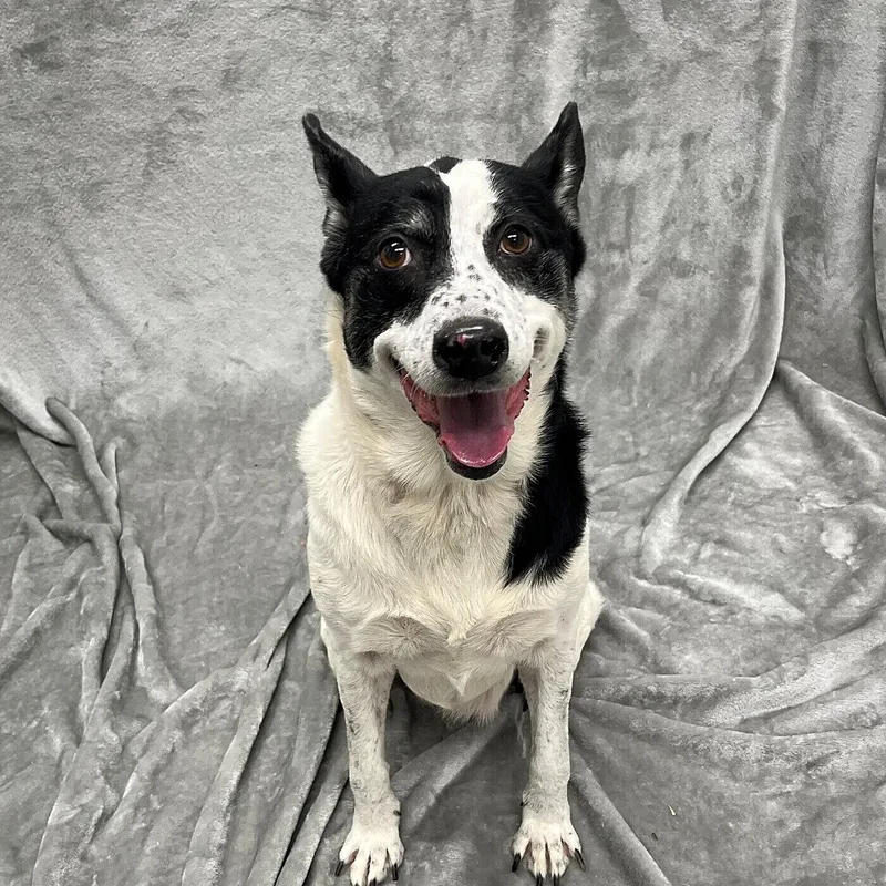 A senior large-sized female Australian Kelpie dog named Billabong for adoption in Pleasantville, NJ